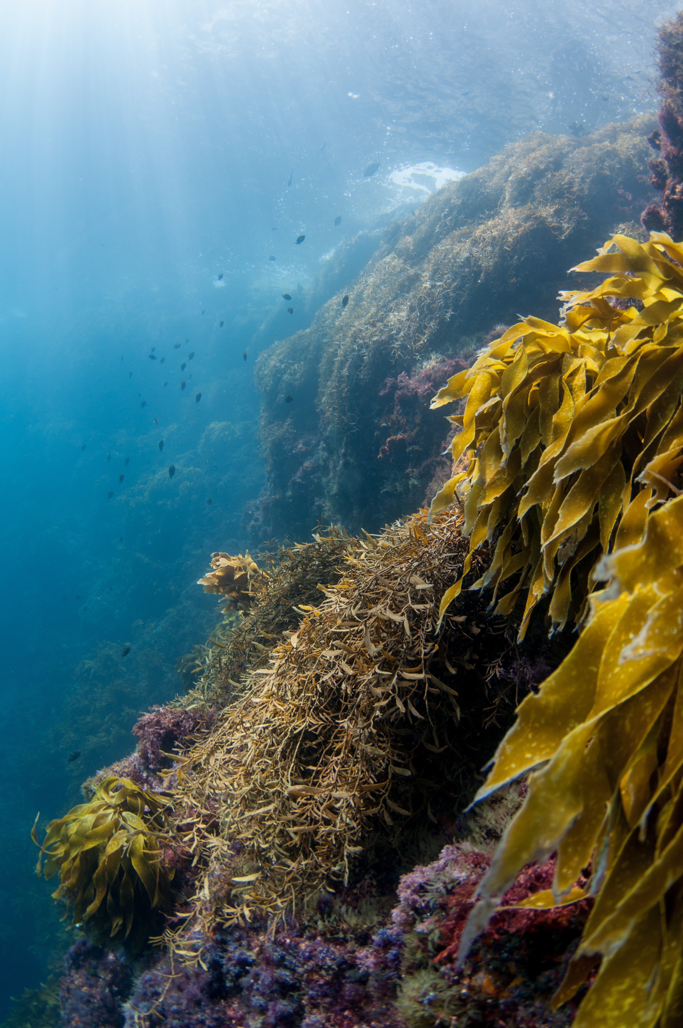 _DSC7794 – new, zealand, new zealand, nz, crispin, poor, knights, marine, reserve, scene, scenic,  cave, underwater, light, irene, dec16, kelp, seaweed, ambient